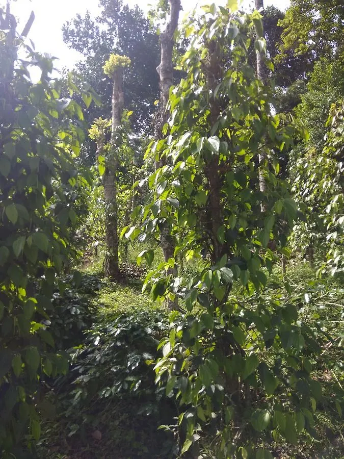 Coffee And Pepper Plantation Homestay Thekkady 0*,